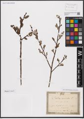 Foto von Salix aurita L.